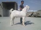 Pin Gulabi Bakra tap alb