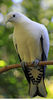Ducula bicolor