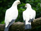 Ducula bicolor