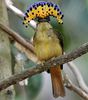 Onychorhynchus coronatus