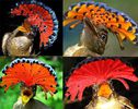 Onychorhynchus coronatus