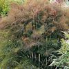 Fenicul Bronze Fennel...