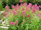 Valeriana rosie-Centranthus ruber.