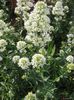 Valeriana alba Centranthus ruber...