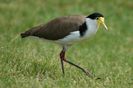 Vanellus miles