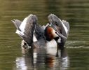 Podiceps cristatus