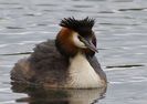 Podiceps cristatus