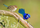 Malurus splendens
