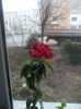 hibiscus...