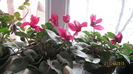 ciclamen