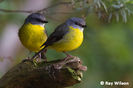 Eopsaltria australia