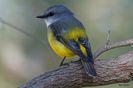 Eopsaltria australia