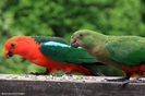 Alisterus scapularis