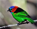Tangara cyanocephala
