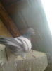 Image0438