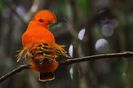 Rupicola rupicola