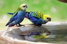 Platycercus adscitus