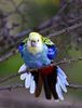 Platycercus adscitus