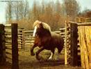horse