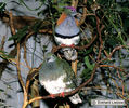 Ptilinopus s. superbus