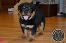 Mascul Rottweiler