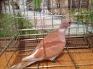 IMG_5106 - Copy