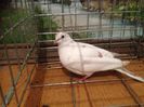 IMG_5129 - Copy