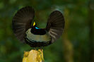 Ptiloris victoriae