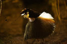 Parotia Carolae