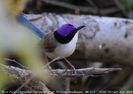Malurus coronatus