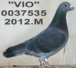 0037535.2012.M.Vio.ang 11 cl.8