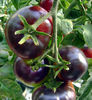 ROSII CHERRY NEGRE-RUNDA 5