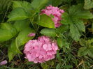 DSCN0336