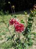 20130726_125634