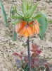 DSCN0527 Fritillaria imperialis