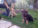 2009 c.g. & malinois 1luni 2sapt