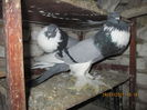 Picture 043