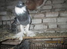 Picture 048