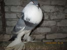 Picture 052