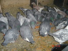 DSC00016