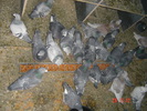 DSC00017