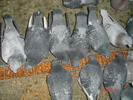 DSC00018