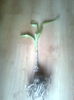 Amaryllis Crinum × powellii,pregatit..