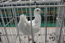DSC01242