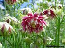 aquilegia stellata nora barlow