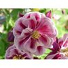 aquilegia-vulgaris-winky-double-red-white-