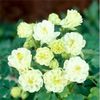 aquilegia-vulgaris-winky-double-white-white-