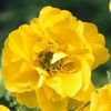 Geum hybrida Goldball Lady Stratheden 60 cm semiumbra