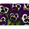 viola-witrockiana-goliath-f1-purple-white-g-7