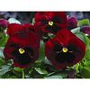 viola-wittrockiana-goliath-f1-red-blotch infl iarna